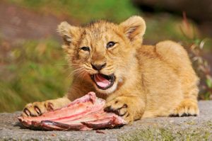 lion cub with bone