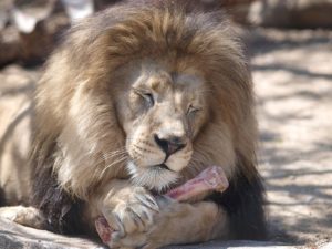 lion with bone 2
